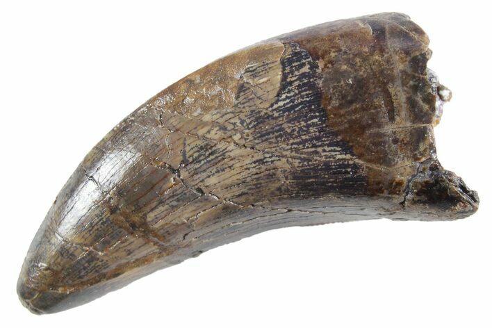 Tyrannosaur (Nanotyrannus) Tooth - Montana #357076